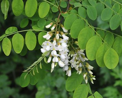 Robinia pseudoacacia - اقاقیای توپی(پیوندی)